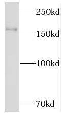 NKTR Antibody - BSA Free