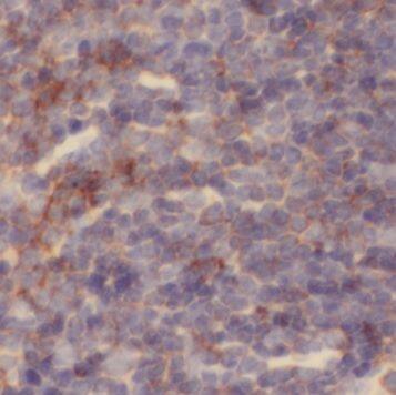 NKTR Antibody - BSA Free