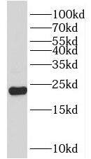 NKIRAS2 Antibody - BSA Free