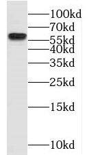 NKD2 Antibody - BSA Free