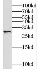 NIPSNAP3A Antibody - BSA Free