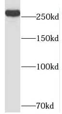 NIPBL Antibody - BSA Free