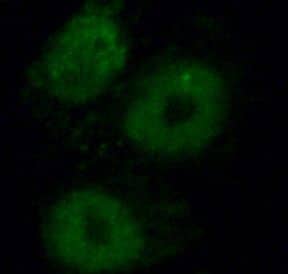 NHP2 Antibody - BSA Free
