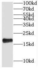 NHP2 Antibody - BSA Free
