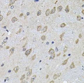 NFU1 iron-sulfur cluster scaffold homolog Antibody - BSA Free