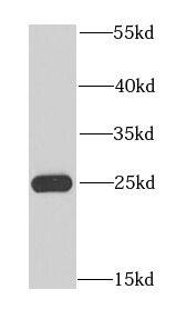 NFU1 iron-sulfur cluster scaffold homolog Antibody - BSA Free