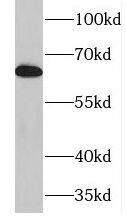 IKB zeta Antibody - BSA Free