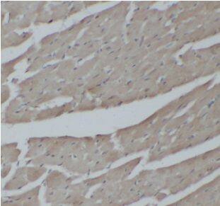 IKB zeta Antibody - BSA Free