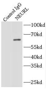 NEURL Antibody - BSA Free
