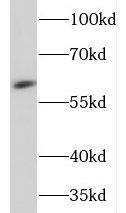 NEURL Antibody - BSA Free