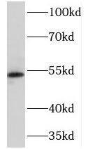 NEU4 Antibody - BSA Free