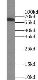 NTNG1 Antibody - BSA Free