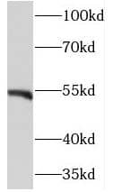 NEK11 Antibody - BSA Free