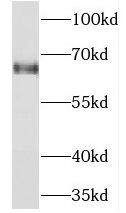 NEI3 Antibody - BSA Free