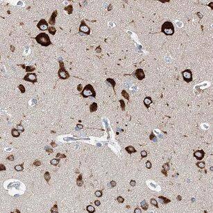 EFCBP2 Antibody - BSA Free