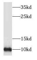 NDUFV3 Antibody - BSA Free