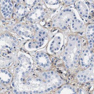 NDUFV3 Antibody - BSA Free
