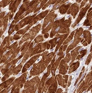 NDUFC1 Antibody - BSA Free