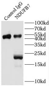 NDUFB7 Antibody - BSA Free