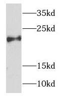 NDUFB7 Antibody - BSA Free