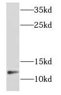 NDUFB2 Antibody - BSA Free