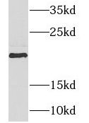 NDUFAF4 Antibody - BSA Free