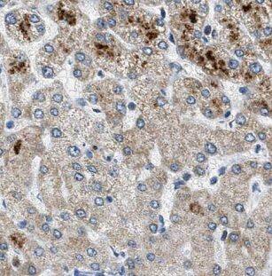 NDUFAF2 Antibody - BSA Free