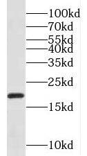 NDUFA8 Antibody - BSA Free