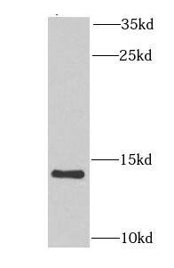 NDUFA6 Antibody - BSA Free