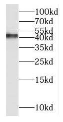 MT-ND2 Antibody - BSA Free