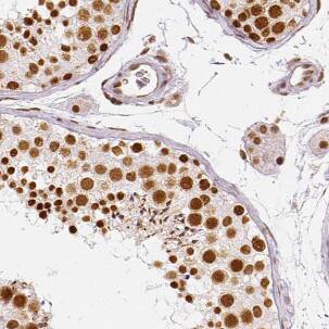 HCAP-G Antibody - BSA Free