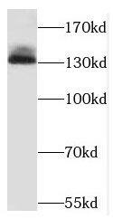 HCAP-G Antibody - BSA Free