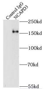 NCAPD3 Antibody - BSA Free