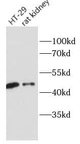 HOXA10 Antibody - BSA Free
