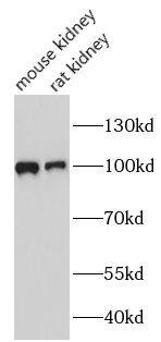 villin-like Antibody - BSA Free