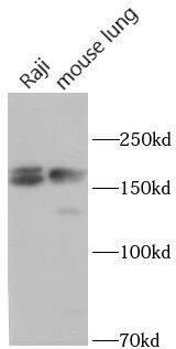 PXDN Antibody - BSA Free