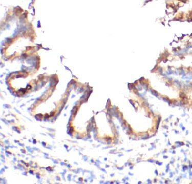 PXDN Antibody - BSA Free