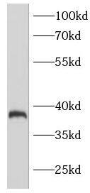 GPR78 Antibody - BSA Free