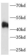 G protein alpha 16 Antibody - BSA Free