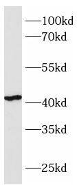 C1GALT1 Antibody - BSA Free