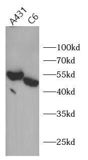 Suppressor of Fused Antibody - BSA Free