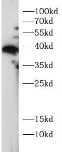 Myeloid leukemia factor 1 Antibody - BSA Free