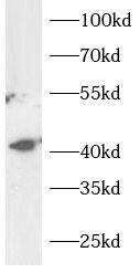 WBSCR16 Antibody - BSA Free