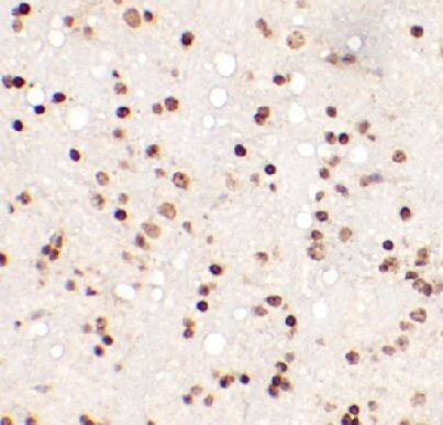 CDK2AP1 Antibody - BSA Free