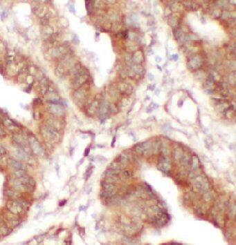 SECTM1 Antibody - BSA Free
