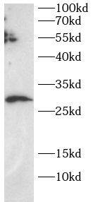 SECTM1 Antibody - BSA Free