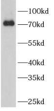 CCNK Antibody - BSA Free