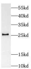 SPC24 Antibody - BSA Free