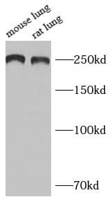 ACF1 Antibody - BSA Free