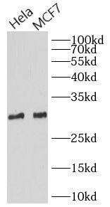 PGAM5 Antibody - BSA Free